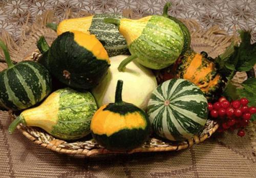 Как высушить тыкву солью. Подготовка овоща