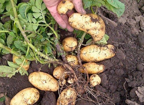 Картофель Гала описание. Картофель Гала