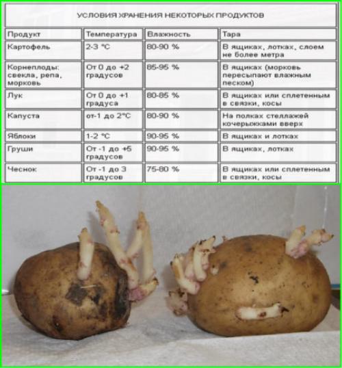 Как дома хранить картофель. Влажность
