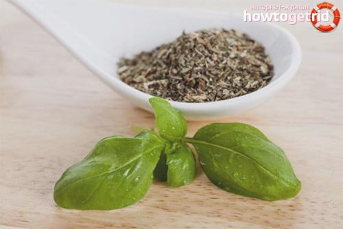 Базилик, как сушить. Как высушить базилик в домашних условиях 01 Базилик, как сушить. Как высушить базилик в домашних условиях 01