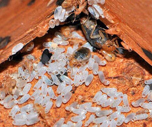 Клопы виды. Разновидности клопов: изучаем своего врага