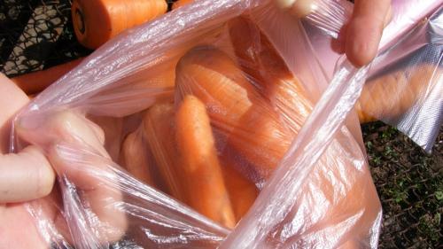 Хранение моркови в пакетах. Особенности хранения моркови в пакетах зимой в подполе