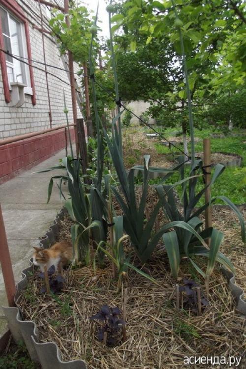 Лук порей на второй год. Если лук порей второго года в июне пошел в стрелку, что делать?