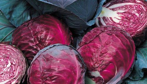 Уборка капусты 2019. Сроки уборки поздней капусты с огорода по регионам в 2019 году