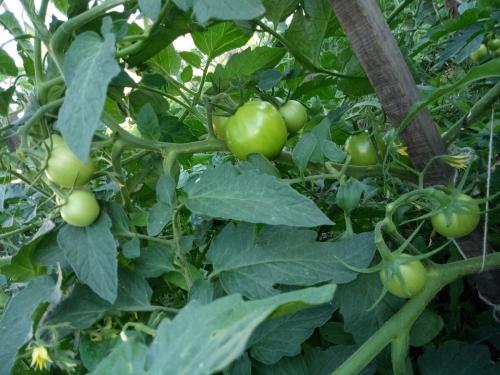 Томат Большая мамочка пасынкование. Томат Большая мамочка. Большие плюсы и преимущества этого сорта