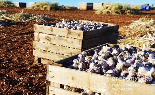 Как сохранить чеснок зимой, чтобы не высох. Сбор урожая и подготовка к хранению