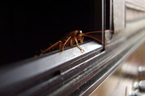 Чего боятся тараканы народные средства. Чего не любят тараканы