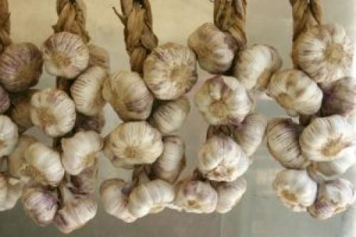 Чеснок на ночь польза. Чеснок спасает от бессонницы и другие свойства чеснока