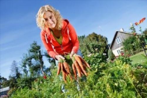 Морковь зимой.