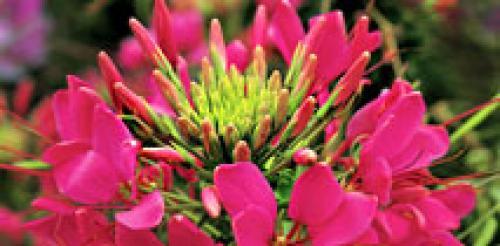 Овощные культуры капуста цветная. Полезные свойства капусты 03