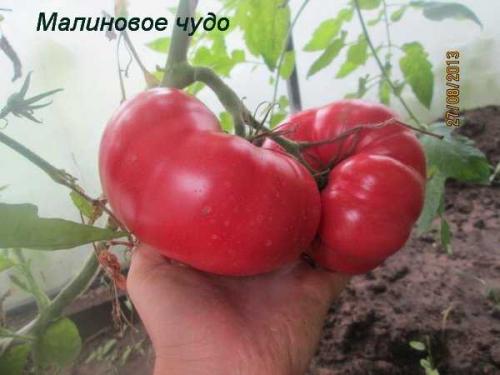 Малиновое чудо томат описание. Крупноплодные розовые томаты 08 Малиновое чудо томат описание. Крупноплодные розовые томаты 08