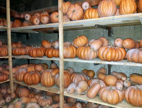Как хранить тыкву после сбора. Как хранить тыкву в погребе