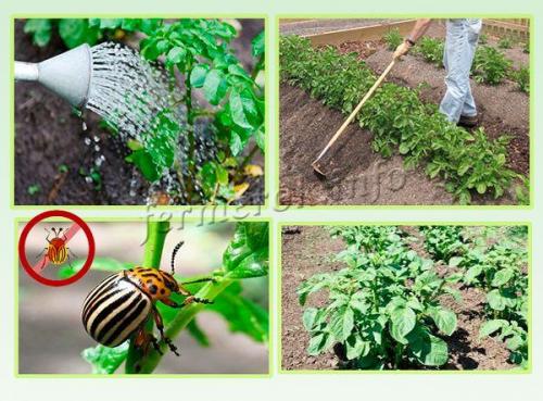 Картофель Гала описание. Картофель Гала