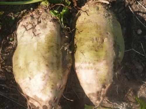 Свекла кормовая эккендорфская желтая. Лучшие сорта