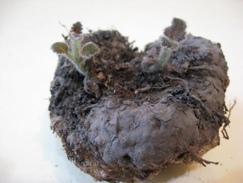 Глоксиния после периода покоя. Уход в период покоя