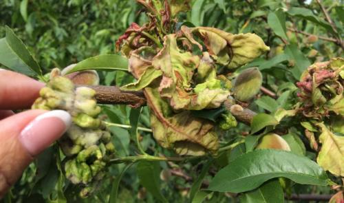 Обработка персика от курчавости. Как избавиться и чем обрабатывать персик от курчавости листьев