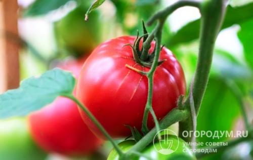 Помидоры Малиновое чудо 3 серии. Происхождение и основные характеристики серии