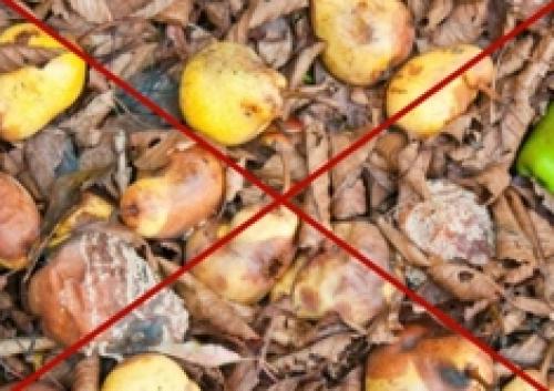 Паутинный клещ на розе. Паутинный клещ: внешний вид, признаки появления и профилактика