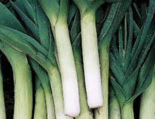 Французский суп из лука-порея. Суп-пюре из лука-порея с грибами