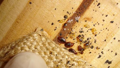 Как избавиться от клопов в диване. Клоповьи страсти: насекомые в диване