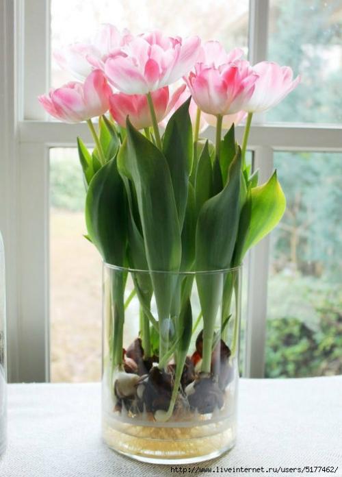 Тюльпаны в теплице на продажу к 8 Марта. Выращивание (выгонка) тюльпанов к 8 Марта 13