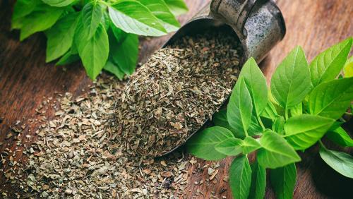 Базилик, как сушить. Как высушить базилик в домашних условиях 11 Базилик, как сушить. Как высушить базилик в домашних условиях 11