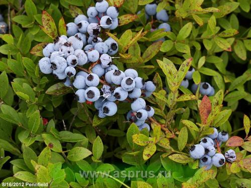 Дрозофила пятнистая. На что обратить внимание и как защитить плантации?