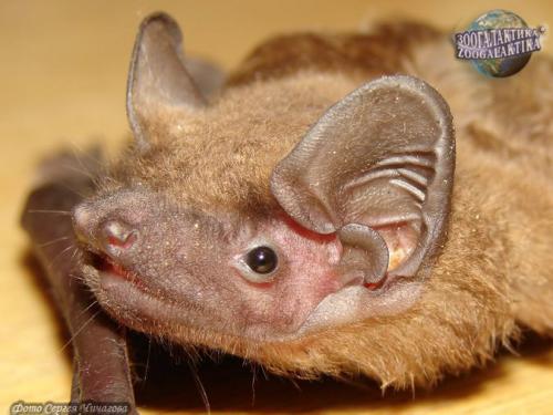 При какой температуре летучие мыши впадают в спячку. Там где зимуют летучие мыши