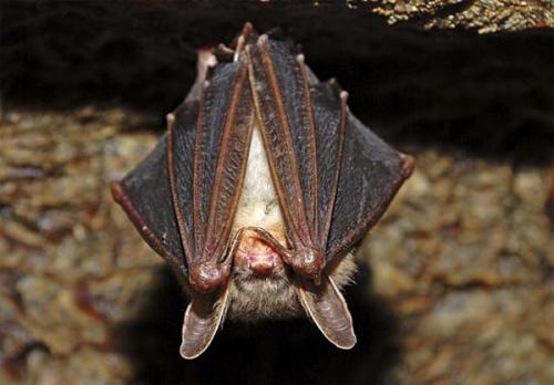 Летучая мышь зимой на балконе. Что делать, если в дом залетела летучая мышь. Рассказываю, как правильно поймать и выпустить этого гостя