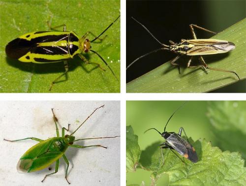 Чем опасны клопы уличные. Клопы помощники