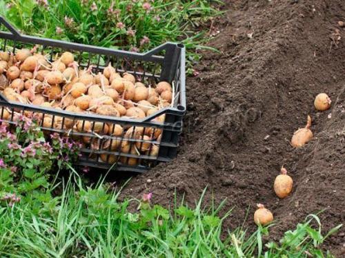 Картофель Гала описание. Картофель Гала