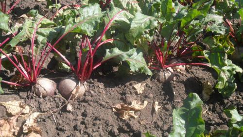 Когда убирать свеклу в 2019 году. Когда убирать свеклу в 2019?