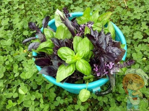 Базилик применение в консервации. 