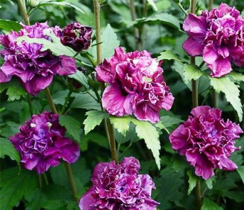 Гибискус сирийский обрезка. Популярные сорта гибискуса сирийского с фото