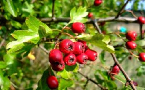 Тыква выращивание хранение. Наиболее распространенные ошибки