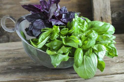 Базилик, как собирать урожай. Когда собирать базилик для сушки