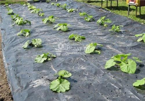 Как хранить зимой тыкву. Как сохранить тыкву на зиму в домашних условиях 02