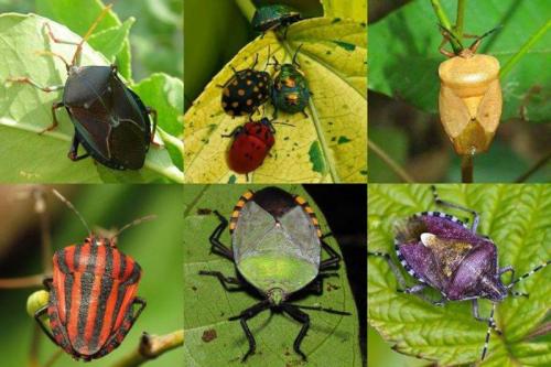 Клопы в квартире. Почему появляются клопы в чистом доме или квартире?