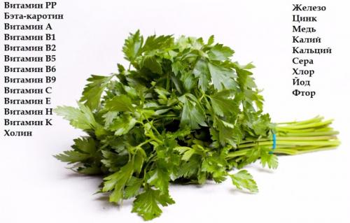 Петрушка Итальянский гигант. Описание и характеристики петрушки Итальянский гигант