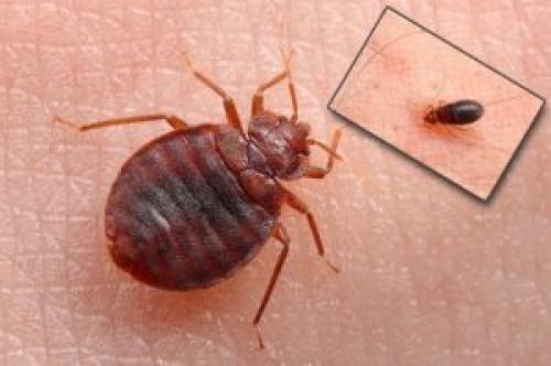 Клопы виды. Разновидности клопов: изучаем своего врага