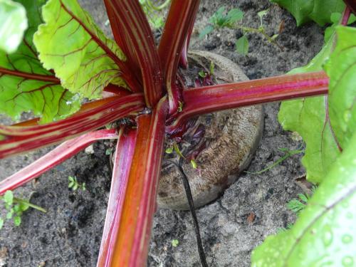 Уборка свеклы 2019. Когда убирать свеклу в 2019 году по Лунному календарю