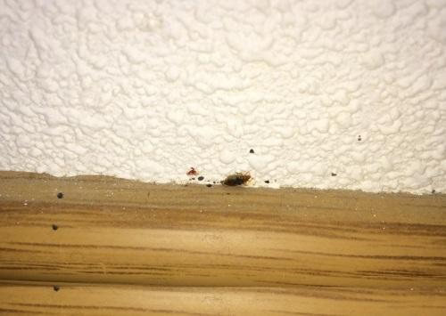 Где живут клопы домашние. Где живут клопы в зараженной квартире 03 Где живут клопы домашние. Где живут клопы в зараженной квартире 03