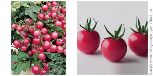 Малиновое чудо томат описание. Крупноплодные розовые томаты