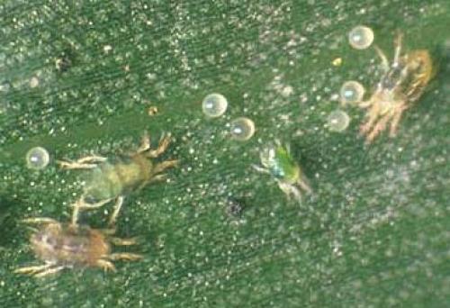 Паутинный клещ на лимоне. Клещи и комнатные лимоны