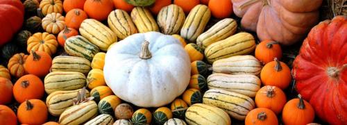 Можно ли есть прошлогоднюю тыкву. Кому нужно есть тыкву, а кому к ней даже подходить нельзя