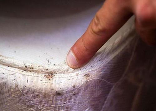 Где живут клопы домашние. Где живут клопы в зараженной квартире 02 Где живут клопы домашние. Где живут клопы в зараженной квартире 02