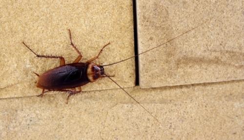 Почему тараканы лезут на потолок. Как предотвратить появление тараканов