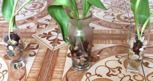 Выращивание тюльпанов в квартире. 