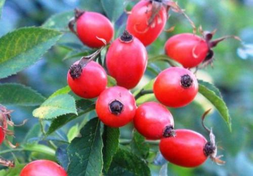 Шиповник, как сушить в микроволновке. Как сушить шиповник – 5 проверенных способов в домашних условиях 04 Шиповник, как сушить в микроволновке. Как сушить шиповник – 5 проверенных способов в домашних условиях 04