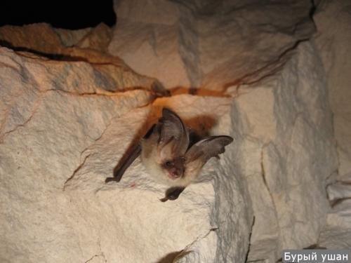 При какой температуре летучие мыши впадают в спячку. Там где зимуют летучие мыши